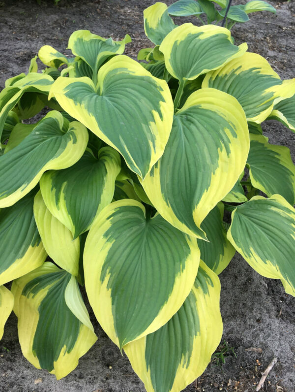 Hosta  Broad Band