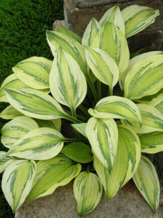 Hosta  Captain's Adventure