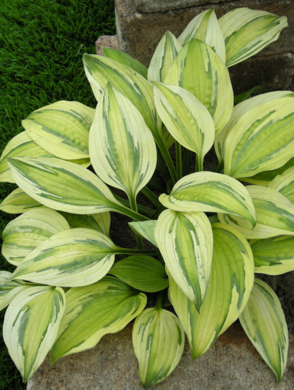 Hosta  Captain's Adventure