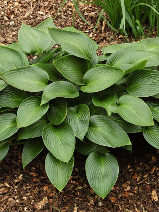 Hosta  Devon Green