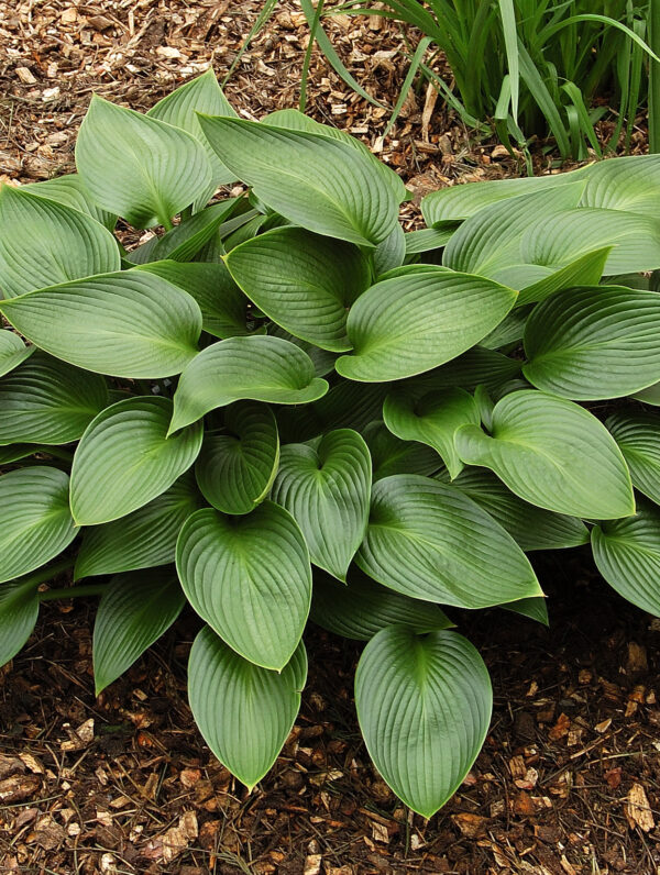 Hosta  Devon Green