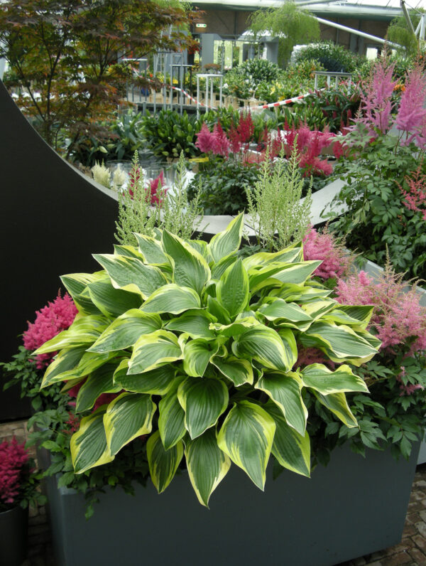 Hosta Don Stevens