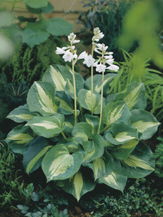Hosta  Dream Queen