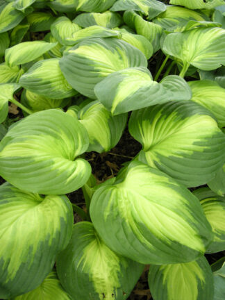 Hosta  Enchiladas