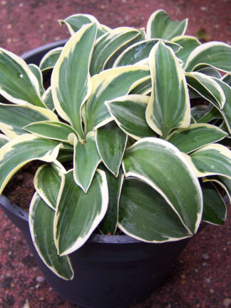 Hosta  Funny Mouse