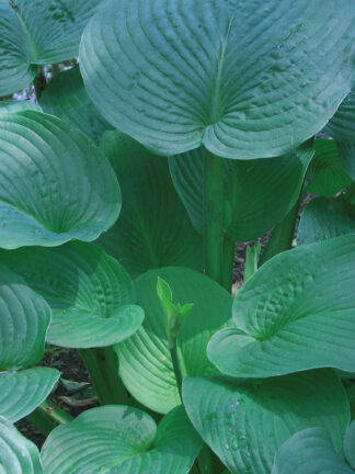 Hosta  Jurassic Park