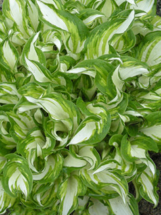 Hosta  Kiwi Spearmint