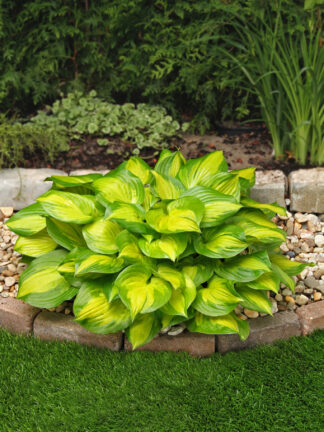 Hosta  Lakeside Banana Bay