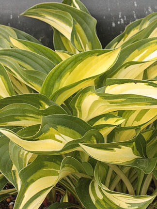 Hosta  Lakeside Little Tuft