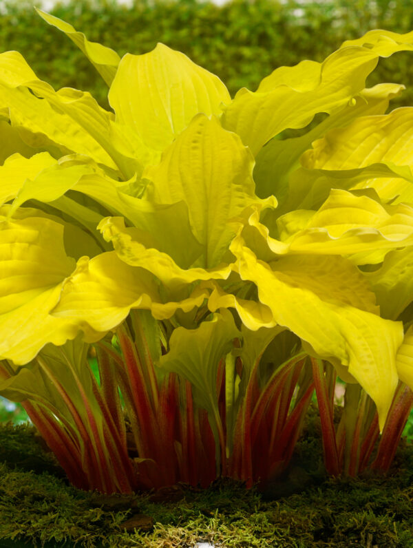 Hosta  Lipstick Blonde