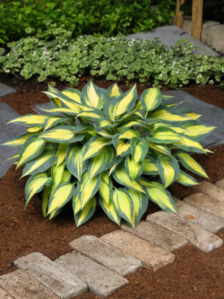 Hosta  Magic Island