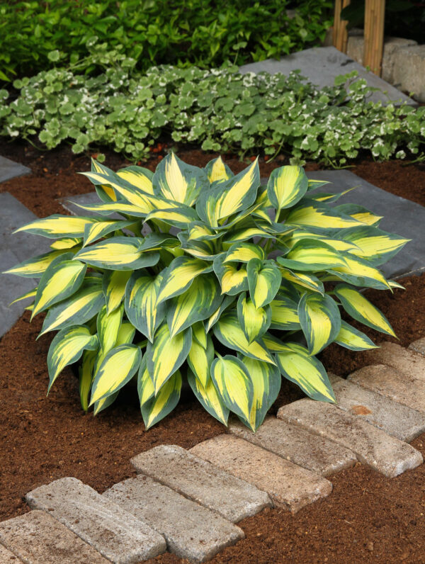 Hosta  Magic Island