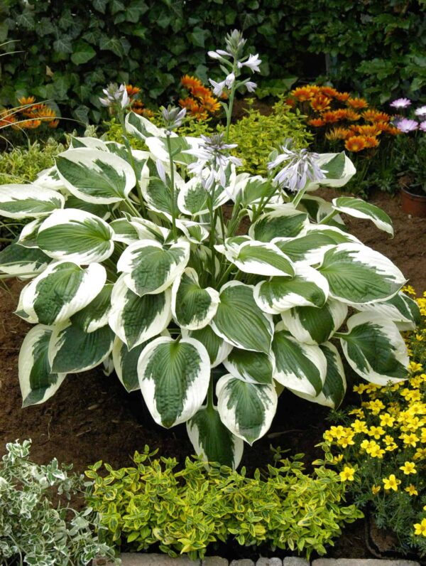 Hosta  Minuteman