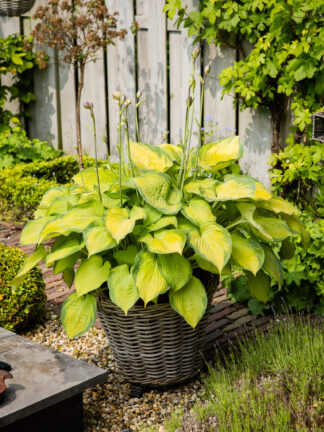 Hosta  Old Glory