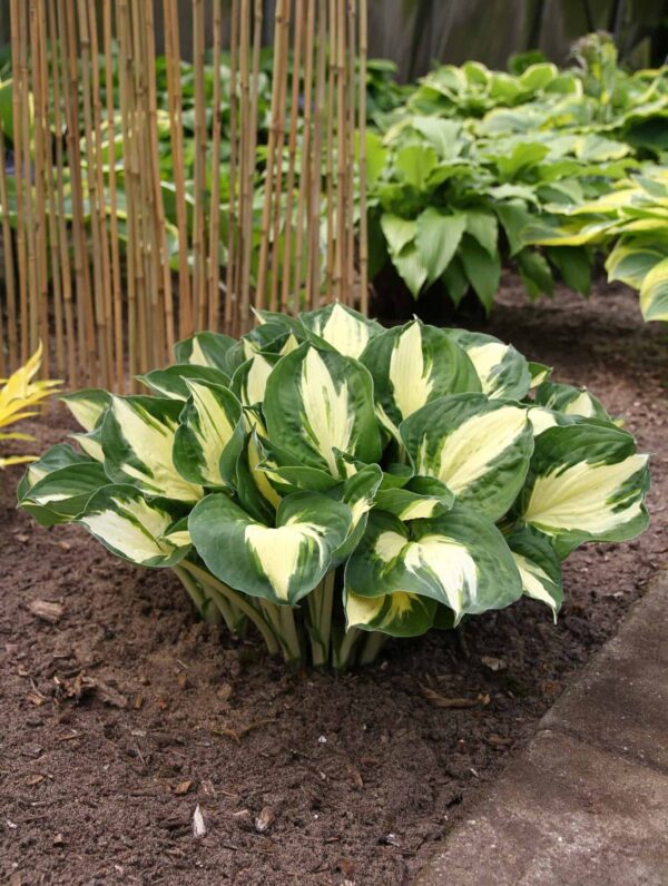 Hosta  Pathfinder