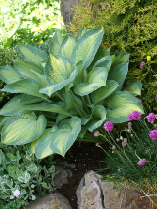 Hosta  Paul's Glory