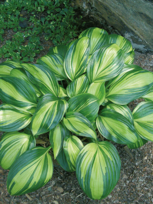 Hosta Rainbow's End