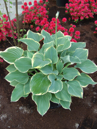 Hosta  Sagae