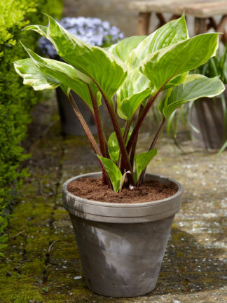 Hosta  Sorbet