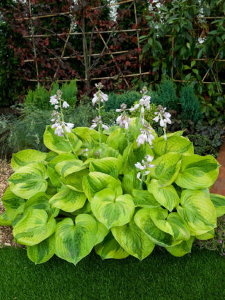 Hosta  Summer Breeze