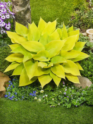 Hosta  Sunny Halcyon