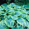 Hosta Tokudama Flavocircinalis
