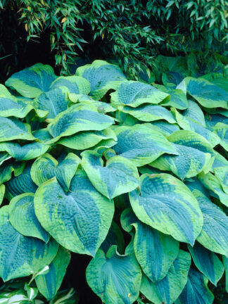 Hosta Tokudama Flavocircinalis - case