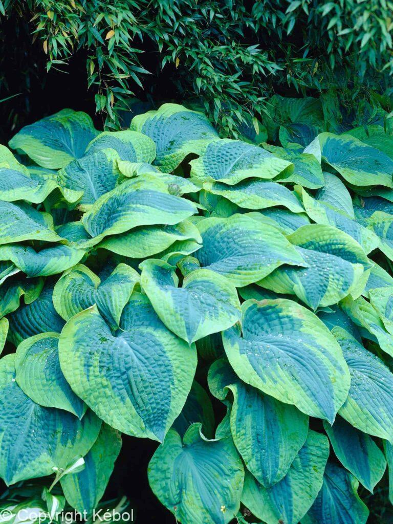 Hosta Tokudama Flavocircinalis