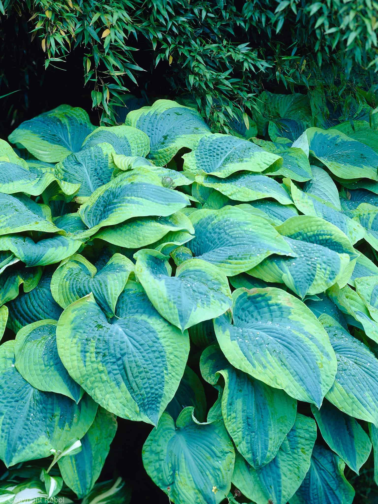 Hosta Tokudama Flavocircinalis