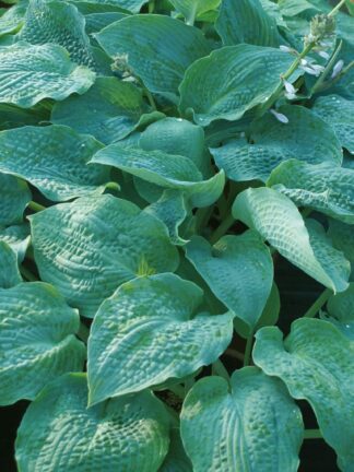 Hosta  True Blue