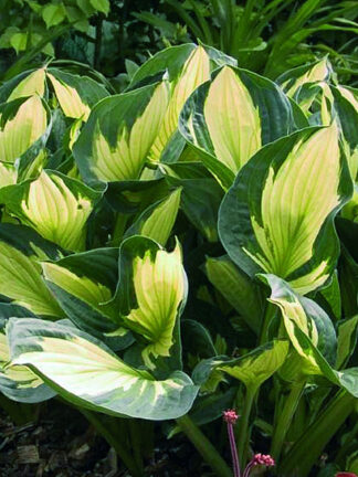 Hosta  Whirlwind