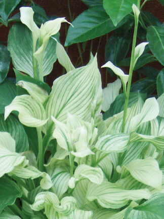 Hosta  White Feathers