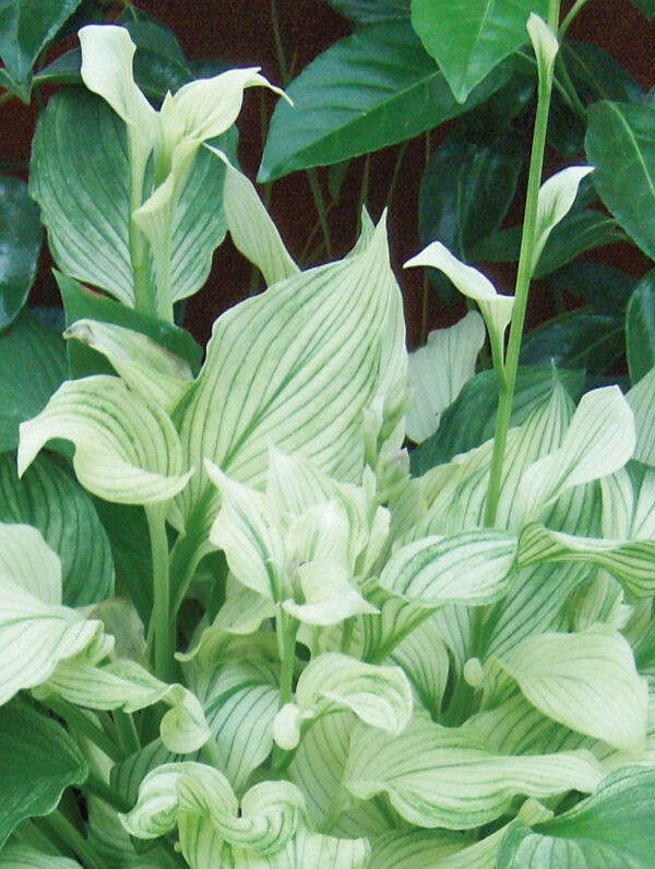 Hosta  White Feathers