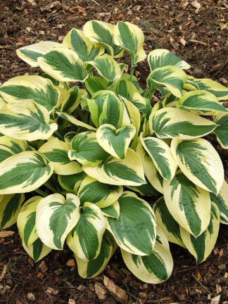 Hosta  Wide Brim