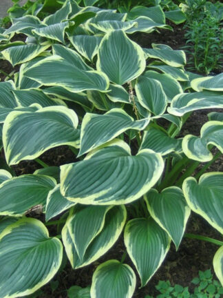 Hosta  Yellow River