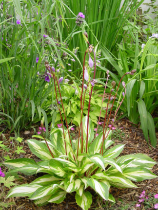 Hosta  Cherry Berry