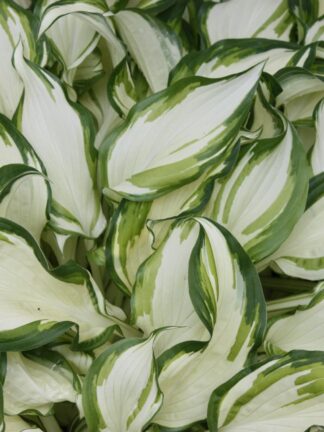 Hosta  Twisted Spearmint