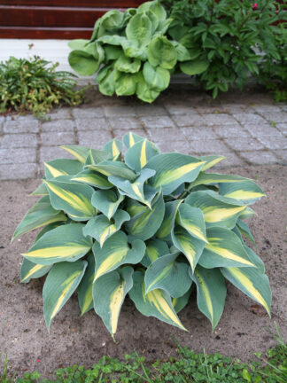 Hosta  Catherine