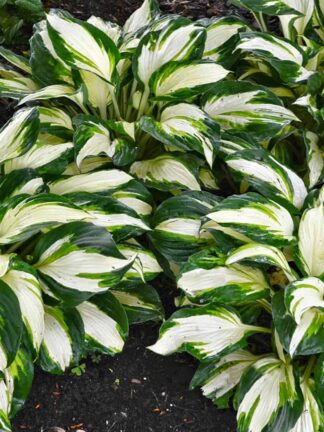 Hosta Vulcan