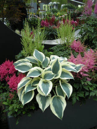 Hosta Blue Ivory