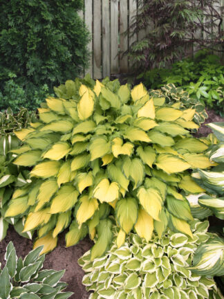 Hosta  First Dance