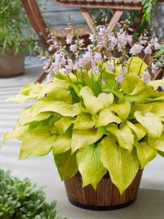 Hosta  Ki Ren Jyaku