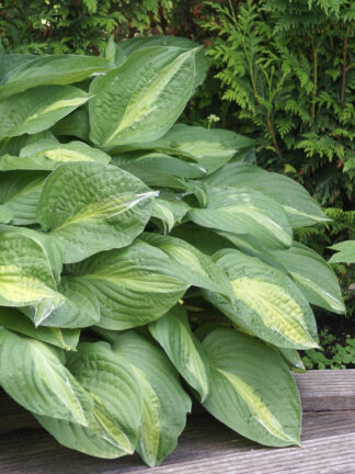 Hosta  Striptease
