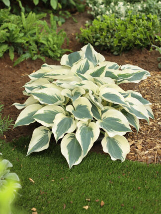 Hosta  Firn Line