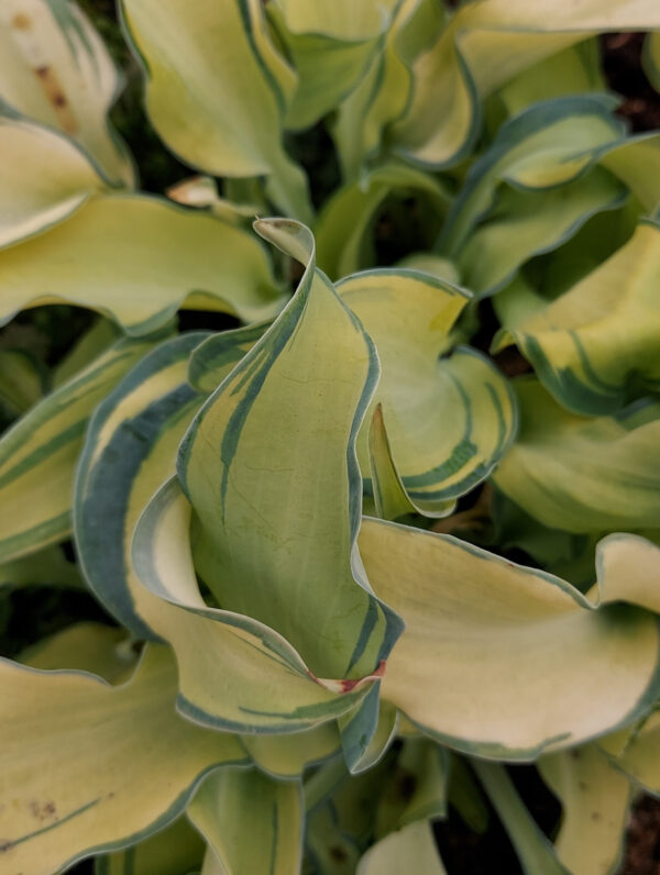 Hosta  Gravity Rocks