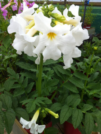 Incarvillea  Snowtop