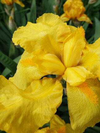 Iris Laura Louise
