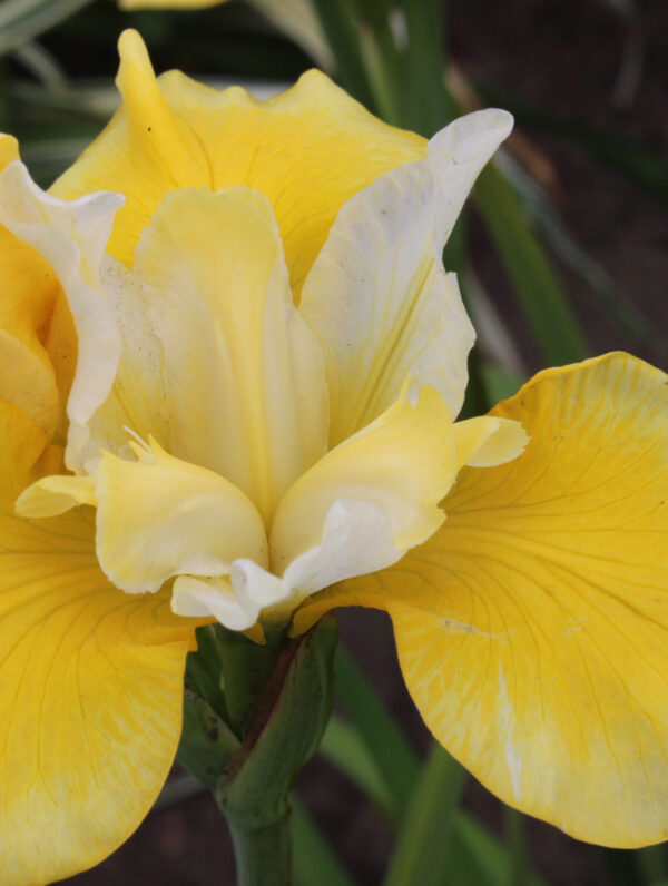 Iris Solar Energy