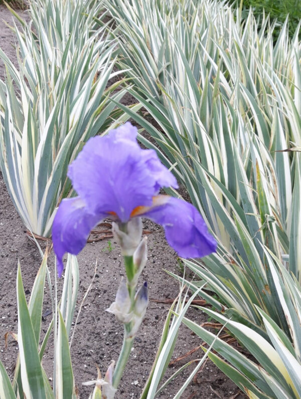 Iris Albo Variegata