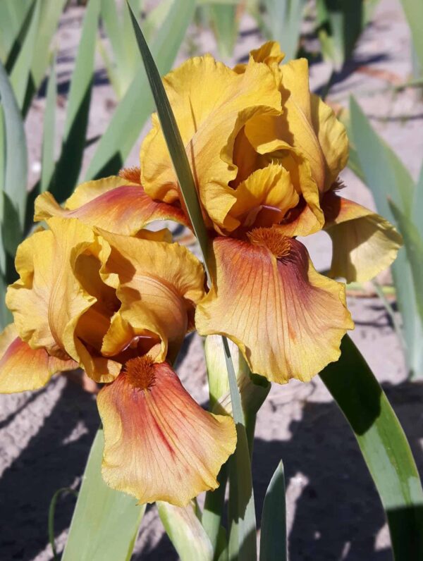 Iris  Apache Warrior
